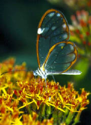 mariposa_gold.jpg